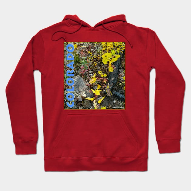 Colorado Aspen Anew Hoodie by JEAndersonArt